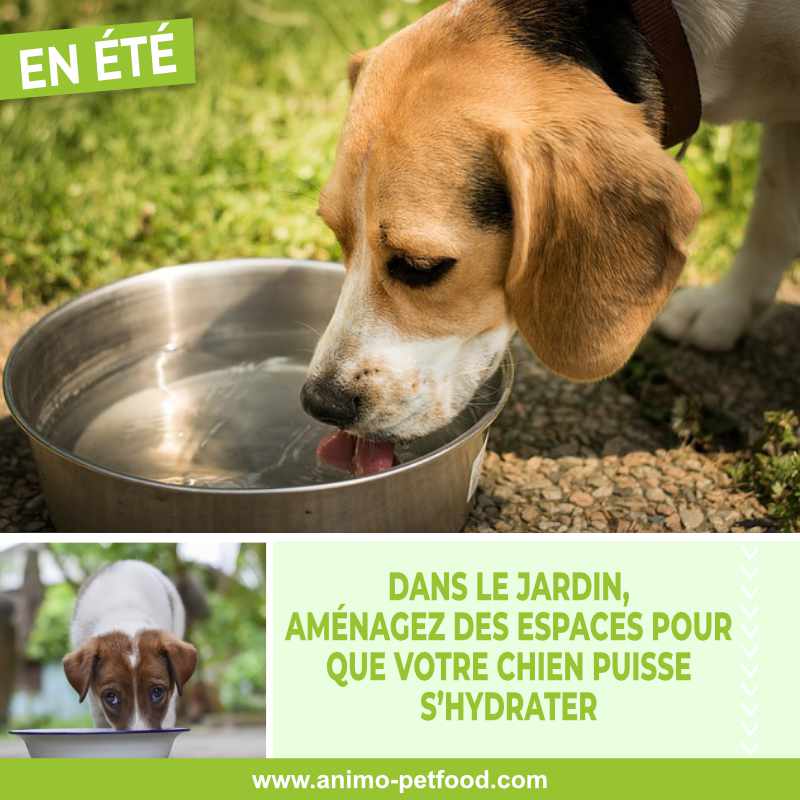 hydratation-chien-gamelle-eau-coup-de-chaleur -ete